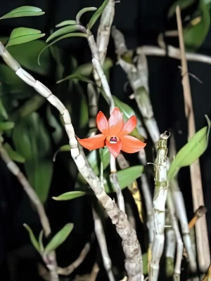 Bild von Dendrobium jakobsonii 2